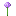 allium